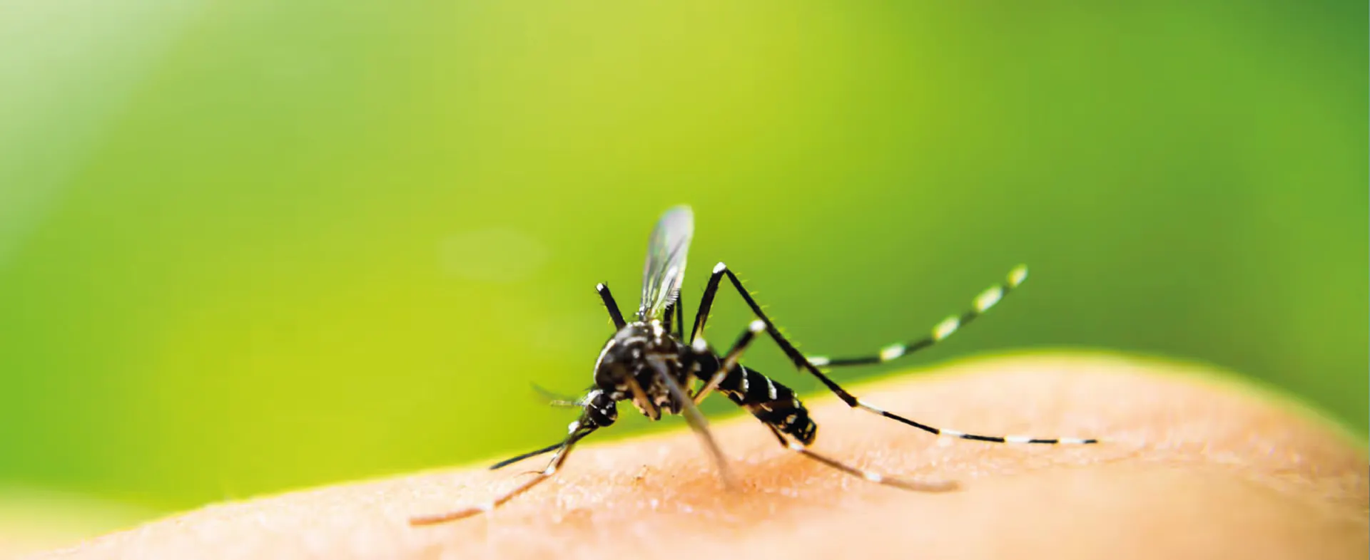 <p><strong>DENGUE, ZIKA,<br>CHIKUNGUNYA</strong><br>ARBOVIRUS</p>